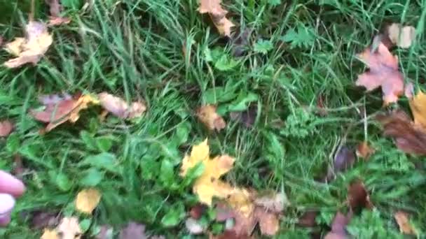 Maple Yellow Leaves Hand Picks Fallen Leaf Park Fall — Stock Video