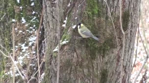 Kışın Ağaçta Titmouse Parktaki Ağaç Gövdesine Bir Kuş Atlıyor — Stok video