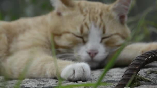 草丛中的猫的模糊背景 这只宠物在户外睡得很乱 — 图库视频影像