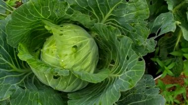 Lahana kafa. Bir kadın sebze bahçesinde yetişen bir lahana kafasının yoğunluğunu kontrol eder..
