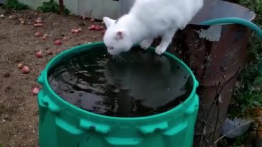 Beyaz bir kedi bahçedeki fıçıdan su içer..