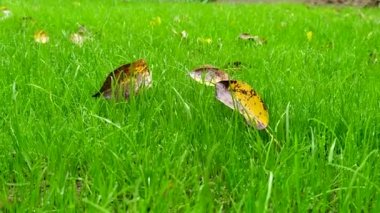 Çim. Genç çimenler. Yeşil çimlerde sarı yapraklar.