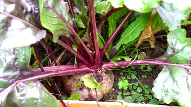 Große Rote Bete Pflanzen Auf Dem Kamm Herbsternte Von Gemüse — Stockvideo