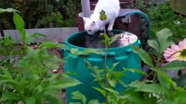 Beyaz bir kedi yeşil bir bahçe fıçısından su içer..