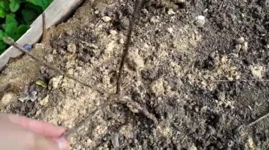 Bahçedeki böğürtlen çalılarının sonbahar budanması.