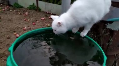 Kedi bahçedeki bir fıçıdan su içer..