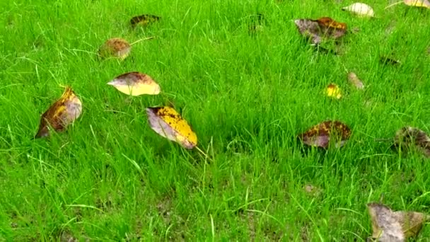 Golden Leaves Wet Green Grass Young Lawn Autumn — Stock Video