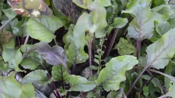Farmer Céklát Gyűjt Nagy Céklafélék Zöldségek Őszi Betakarítása — Stock videók