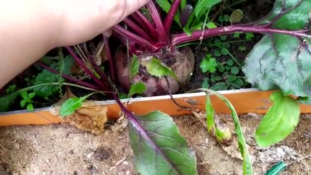 Rübenernte Große Rote Bete Pflanzen Auf Dem Kamm Gemüseernte Herbst — Stockvideo