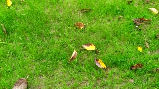 Hojas Caídas Otoño Césped Verde Joven Hierba Césped Después Lluvia — Vídeo de stock