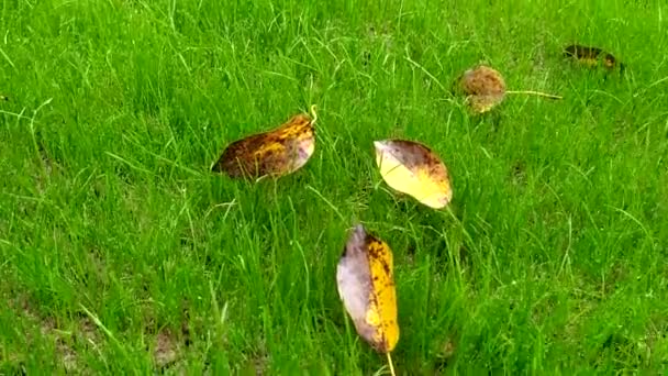 Gazon Herfst Herfst Bladeren Een Groen Gazon Gras Regen — Stockvideo