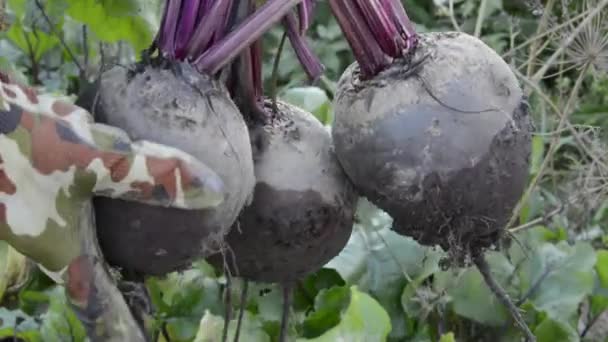 ビートを収穫する 大きなビートの根の作物 野菜の秋の収穫 — ストック動画