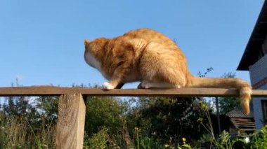 Kızıl bir kedi mavi gökyüzüne karşı kara tahtada oturuyor..