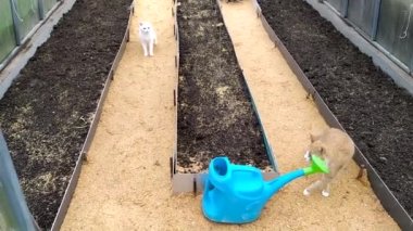 Seradaki yatakları kazıp çıkardım. Kediler serada yürüyorlar. Talaş çizgileri.