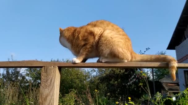 Імбирний Кіт Сидить Дошці Блакитному Небі — стокове відео