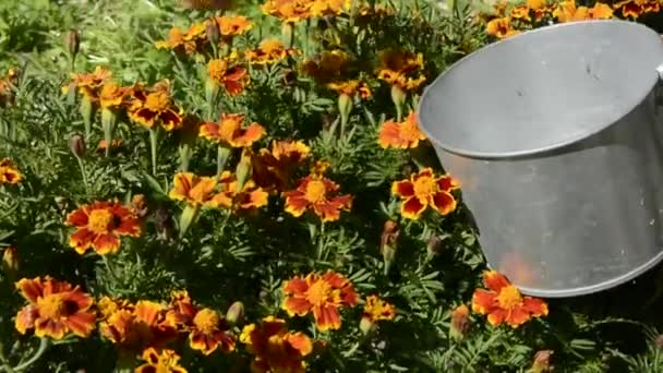 Gedroogde Bloemen Goudsbloemblaadjes Een Vrouw Verzamelt Calendula Granulaat Voor Het — Stockvideo
