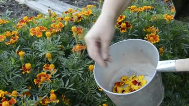 Збирання Пелюсток Чорнобривців Сушки Жінка Збирає Квіти Календули — стокове відео