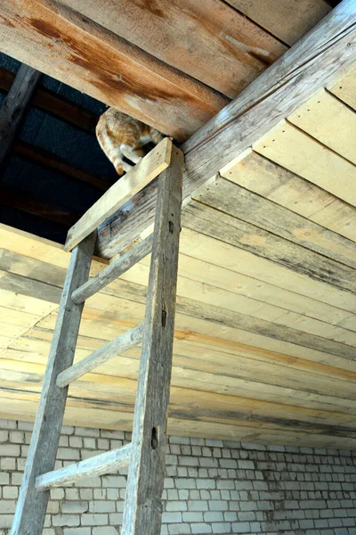 The ceiling is lined with boards. Construction of a residential building. A ginger cat climbed the stairs to the attic in an unfinished house.