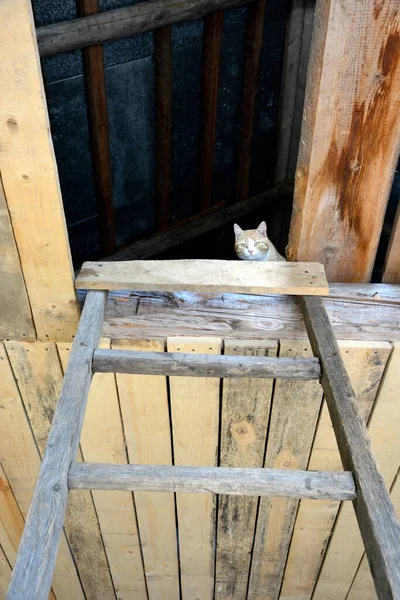 天井には板が並んでいる 住宅建築物の建設 生姜猫が未完成の家の階段を上ると — ストック写真