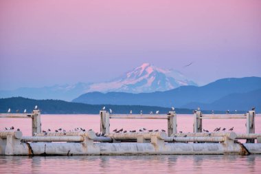 Seabirds perch on wooden structures for the Sydney ferry in BC.  In the background, the forested San Juan Islands are dominated by Washington State's gorgeous Mount Baker. clipart