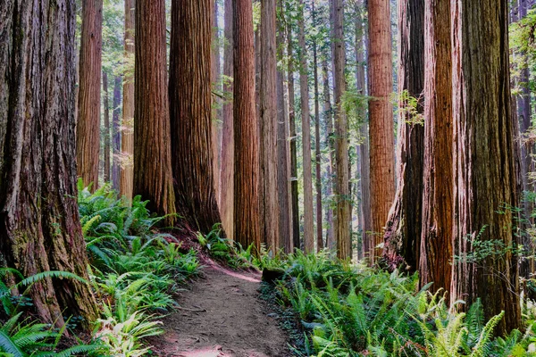 Leuchtend Grüne Farne Auf Dem Waldboden Kontrastieren Mit Sehr Hohen — Stockfoto