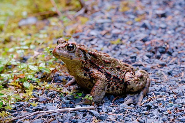 美は目に 大人のヒキガエルは 小さな石の道に根気よく座っており それらの斑状ではっきりとした皮膚が詳しく示されています 明るい目で写真家を研究している ストラスコナ州立公園 バンクーバー島 Bc州 カナダ — ストック写真