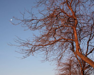 Kış mevsiminde birkaç ışık dizisi ve tepemizde parlak beyaz bir ay ile yaprak döken bir ağacın çarpık iskeleti.