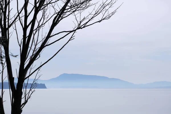 Silueta Árbol Hoja Caduca Sin Hojas Frente Vista Través Del — Foto de Stock