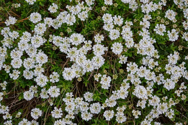 Εικόνα Είναι Γεμάτη Ντελικάτα Λευκά Λουλούδια Και Πράσινα Φύλλα Πολυετής — Φωτογραφία Αρχείου