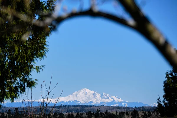 Zakřivená Větev Používá Rámu Velkolepé Zasněžené Mount Baker Státu Washington — Stock fotografie