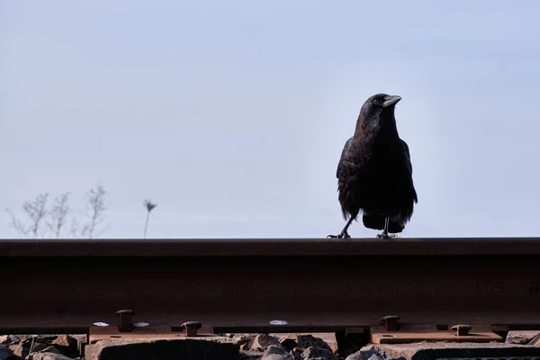 写真家を見て警戒眼を持つカラスは 以下からキャプチャされます カラスは鉄道のネクタイの上に立っており ほぼ澄んだ青い空に対してシルエットです — ストック写真