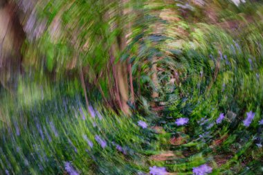 Menekşe çiçekleri ve yapraklardan oluşan girdap izleyicileri ormana çeker. ICM (Kasıtlı Kamera Hareketi)