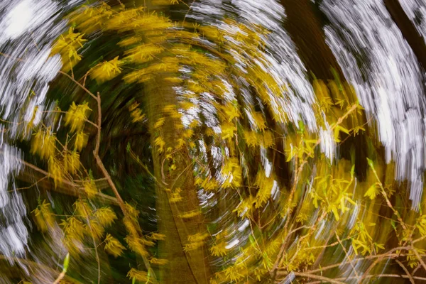 Cirkulär Icm Avsiktlig Kamera Rörelse Skapar Spiral Gula Forsythia Blommor — Stockfoto