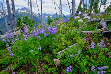 Manning Park 'ın Doğu Skyline Patikası' nda güzel mavi-beyaz Lupineler çiçek açmış durumda. Arka planda parkın buzullu zirvelerinden bazıları var..