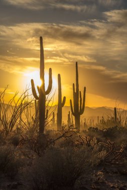 Saguaro Kaktüs siluetleri altın gün batımına karşı, Tucson, AZ