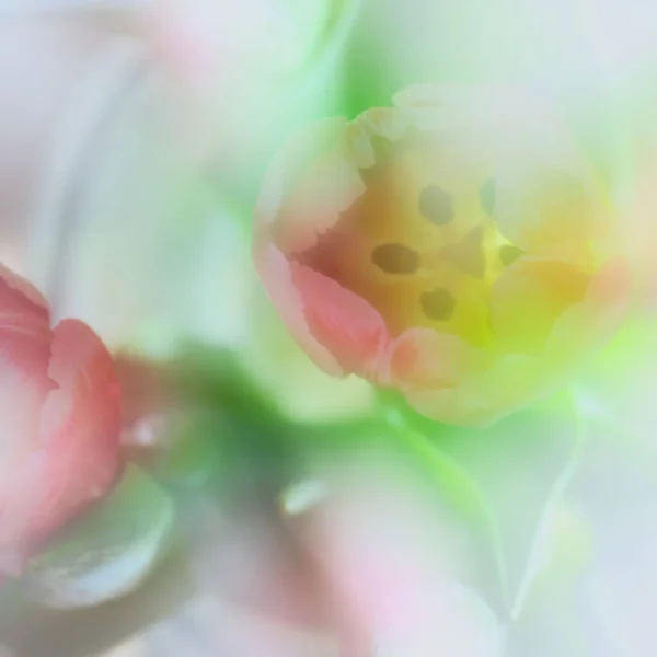 Розовый Белый Тюльпаны Желтой Сердцевиной Запечатленные Размытии Масштаба Создавая Деликатное — стоковое фото