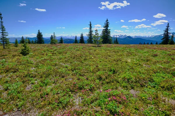 Pohled Alpské Louky Směrem Severním Vodopádům Heather Trail Manning Provincial — Stock fotografie