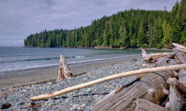 Wild west coast beach with pebbles, driftwood and sand, surrounded by temperate rain forest.  Juan de Fuca Provincial Park - China Beach