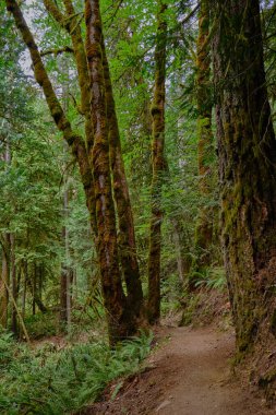 Moss covered trees line a hiking trail in popular Goldstream Provincial Park near Victoria, BC