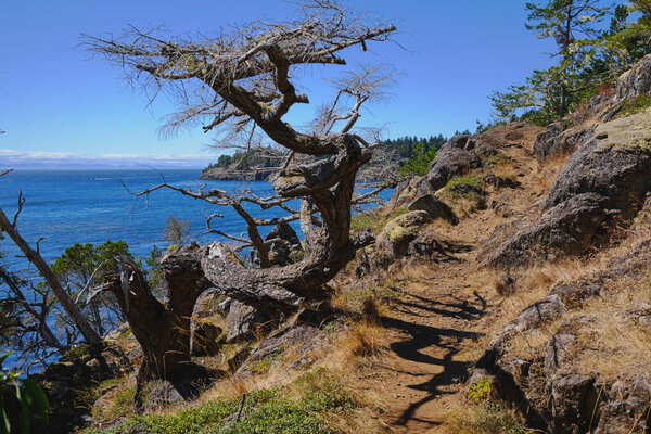 Coast trail winds over rugged shore and between gnarled, wind-shaped trees.  East Sooke Regional Park, Vancouver Island, BC
