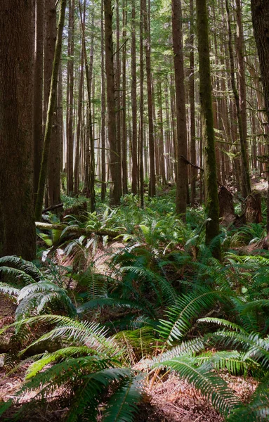 Leden Till China Beach Juan Fuca Provincial Park Passerar Genom — Stockfoto