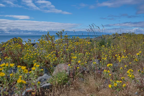 Protecting Sooke Harbour Whiffin Spit Covered Bright Yellow Flowers Line — Stock Photo, Image