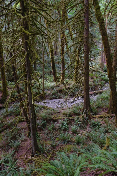 Liten Bäck Rinner Genom Frodig Tempererad Regnskog Goldstream Provincial Park — Stockfoto