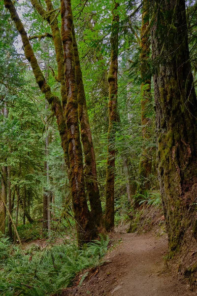 Moss Covered Trees Line Hiking Trail Popular Goldstream Provincial Park — Stock Photo, Image