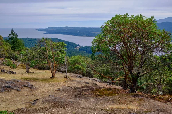 Sormontato Boschetto Alberi Corbezzolo Unico Questa Regione Del Vista Sud — Foto Stock