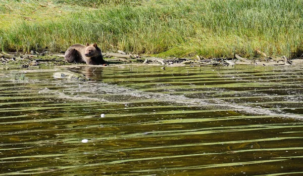 Grizzly Beer Welp Hurkt Aan Waterkant Glendale Cove Terwijl Eruit — Stockfoto