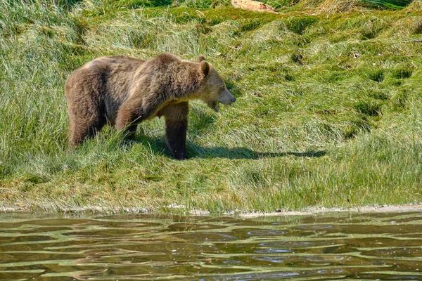 Urso Pardo Exibindo Proeminentes Passeios Ombro Corcunda Longo Costa Entrada — Fotografia de Stock