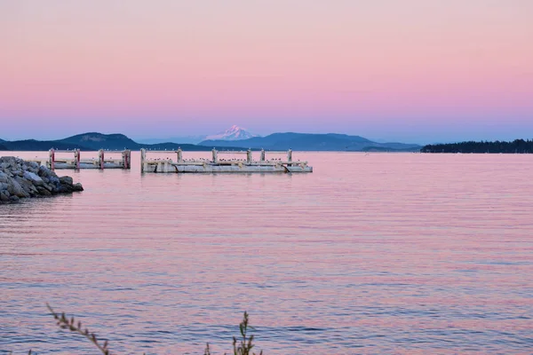 Pink Sunset Light Fills Sky Reflects Sea Sydney Seabirds Rest — Stock fotografie