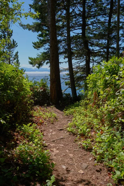 Skogsstigen Runt Iron Mine Bay East Sooke Regional Park Leder — Stockfoto