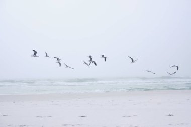 Martılar Destin, Florida yakınlarındaki göz kamaştırıcı beyaz kumsalın üzerinde uçarlar. Küçük dalgalar, deniz suyundaki zümrüt yeşili tonları ortaya çıkarıyor..